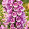 Foxglove Excelsior Mix Seeds – Digitalis Purpurea Mixed Colors Flower – photo 8