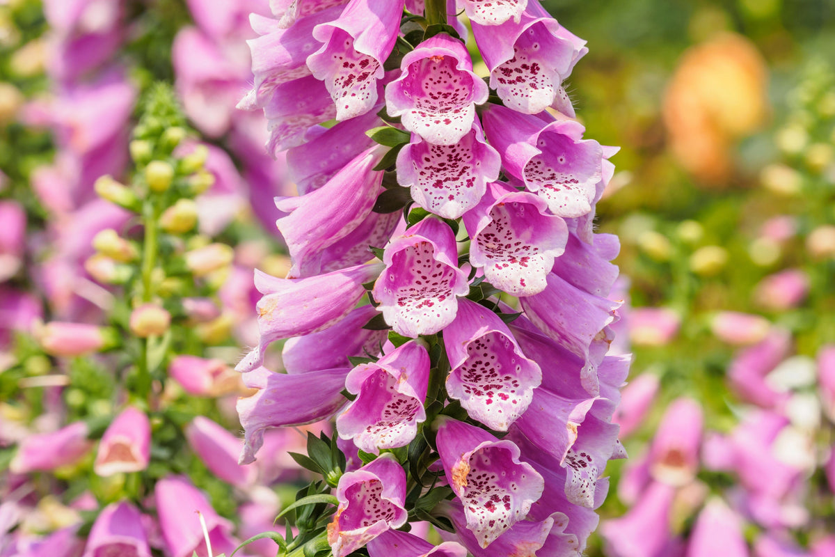 Foxglove Excelsior Mix Seeds – Digitalis Purpurea Mixed Colors Flower – photo 8