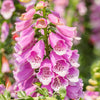 1000 PINK FOXGLOVE Digiitalis Purpurea Flower Seeds