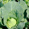 Charleston Wakefield Cabbage Seeds – Heirloom Cone Brassica Oleracea Vegetable – photo 3