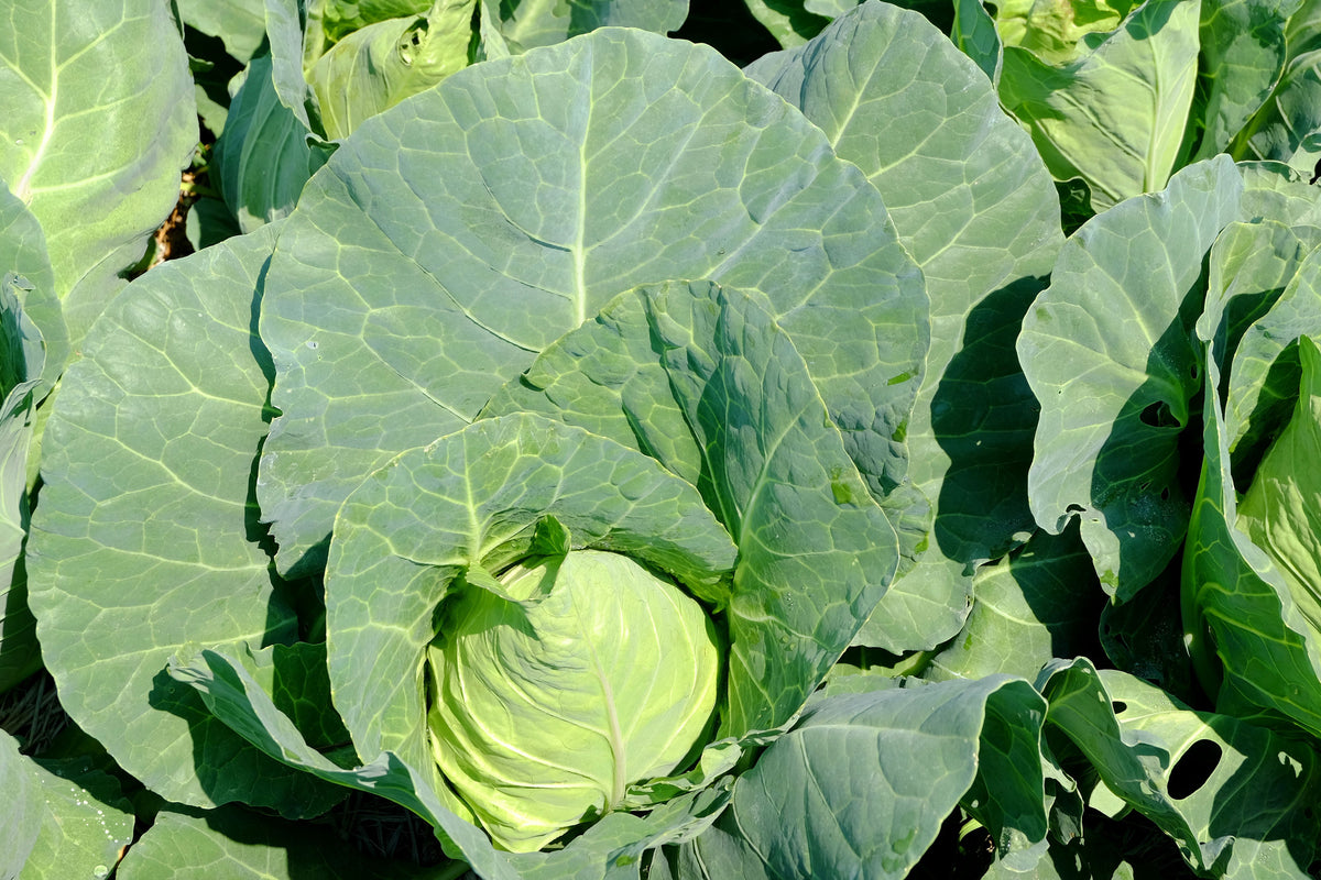 Charleston Wakefield Cabbage Seeds – Heirloom Cone Brassica Oleracea Vegetable – photo 3