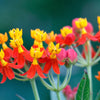 100 SUNSET MILKWEED Asclepias Curassavica Scarlet Blood Flower Red Orange Butterfly Weed Seeds