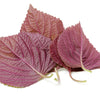 Purple Shiso