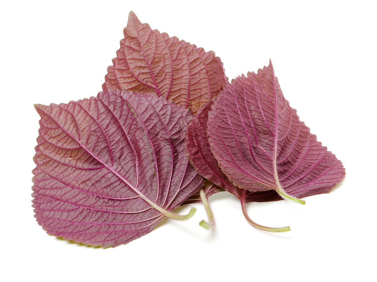 Purple Shiso