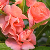 100 Mixed Colors DOUBLE CAMELLIA IMPATIENS (Balsam / Lady Slipper / Touch Me Not) Impatiens Balsamina Flower Seeds