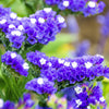 50 Pacific Mix STATICE (Sea Lavender) Mixed Colors  Limonium Sinuatum Flower Seeds