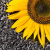 Black Oil Sunflower Seeds – Helianthus Annuus Yellow Hummingbird Bird Flower
