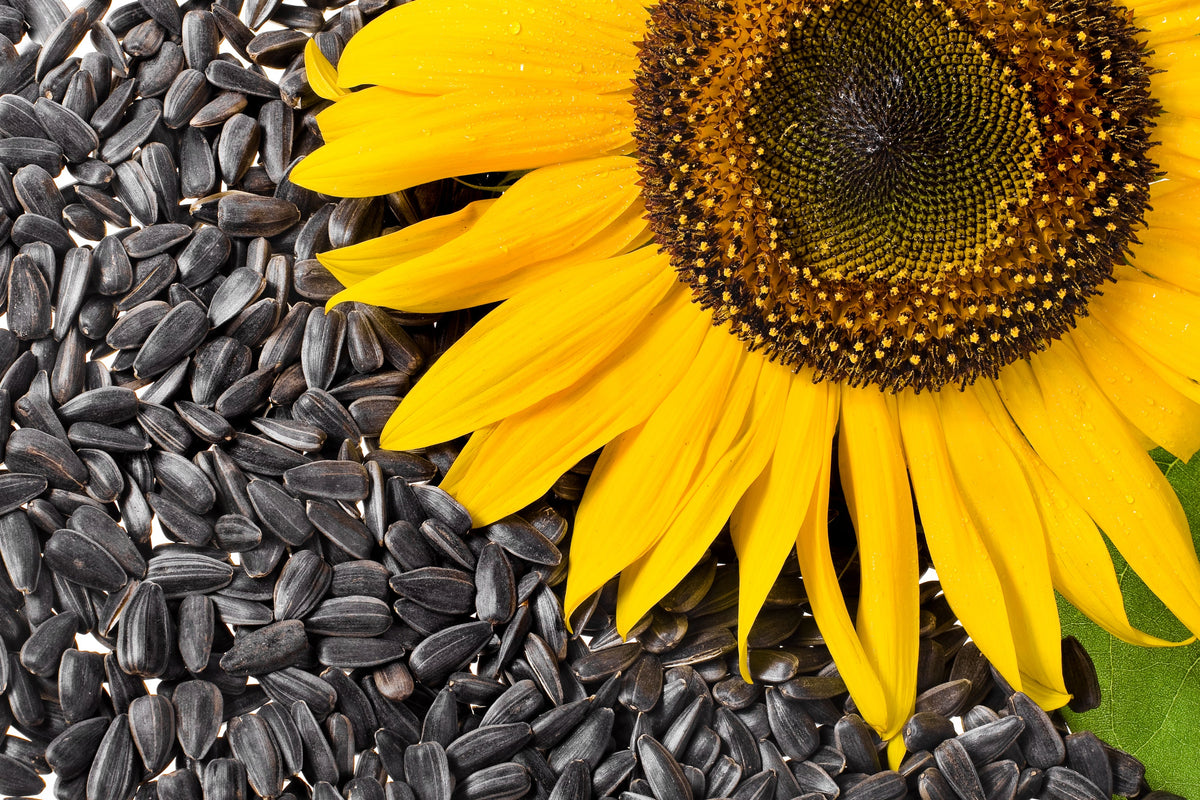 Black Oil Sunflower Seeds – Helianthus Annuus Yellow Hummingbird Bird Flower