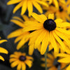 2000 BLACK EYED SUSAN Rudbeckia Hirta Yellow Heirloom Native Flower Seeds