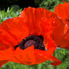 500 ORIENTAL RED Mix POPPY Papaver Orientale Flower Seeds