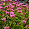 20 Dwarf PINK BEE BALM Monarda Bradburiana Eastern Beebalm Herb Flower Seeds