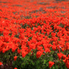 100 RED CALIFORNIA POPPY Eschscholzia Californica Native Flower Seeds