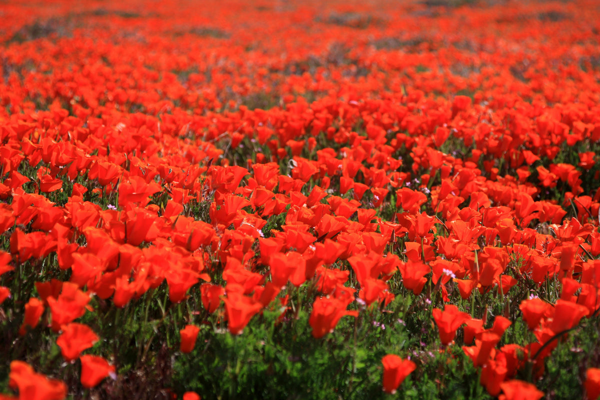 Mixed Colors California Poppy (Ballerina / Mission Bells) Eschscholzia Californica Flower Seeds – photo 20