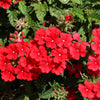 50 SCARLET VERBENA Red Nana Compacta Fragrant Flower Seeds