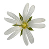 50 Organic CHICKWEED Stellaria Media Starwort Stitchwort White Flower Herb Seeds
