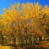 50 Golden QUAKING ASPEN TREE Populus Tremuloides White Bark Yellow Fall Cold Hardy Seeds