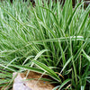 1000 Variegated RIBBON GRASS Reed Canary Phalaris Arundinacea Pink Flower Seeds