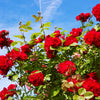 5 RED CLIMBING ROSE Rosa Bush Vine Climber Fragrant Butterfly Flower Seeds
