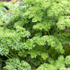 1500 TRIPLE CURLED PARSLEY Petroselinum Hortensis Herb Vegetable Seeds