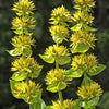 30 GREAT YELLOW GENTIAN Gentiana Lutea Herb Flower Seeds
