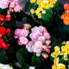 10 MIXED DOUBLE BEGONIA Tuberosa Tuberous Begonia Red Pink White Yellow Orange Shade Flower Seeds