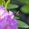40 CAROLINA RHODODENDRON Carolinianum Dwarf Azalea Pink Purple Flower Shrub Seeds