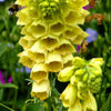 100 YELLOW FOXGLOVE Digitalis Grandiflora Sun or Shade Pollinator aka Large Foxglove or Big-Flowered Foxglove - Flower Seeds