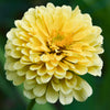 250 ISABELLINA ZINNIA Elegans Pastel Light Yellow Double Heirloom Flower Seeds