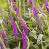 100 PURPLE TAILS WOOD SAGE Teucrium Hyrcanicum Caucasian Germander Herb Reddish Purple Flower Seeds