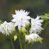 100 TALL DOUBLE COLUMBINE Aquilegia Vulgaris Mixed Colors Red, Pink, Purple, & White Flower Seeds