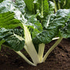 Lucullus Swiss Chard Seeds – Beta Vulgaris White Perpetual Spinach Vegetable – photo 3