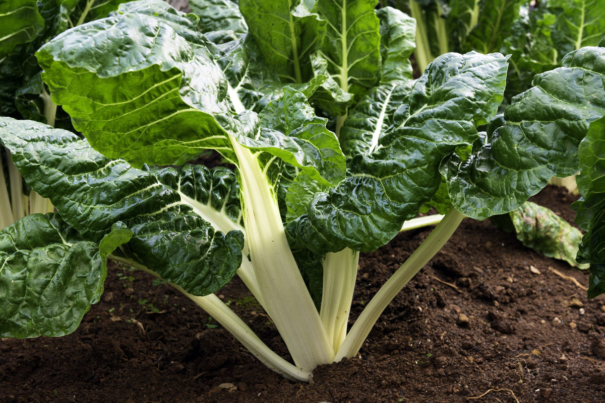 Lucullus Swiss Chard Seeds – Beta Vulgaris White Perpetual Spinach Vegetable – photo 3