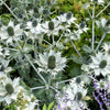 10 Giant SILVER SEA HOLLY Eryngium Giganteum Miss Willmott's Ghost Flower Seeds