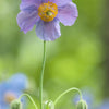 10 MIXED HIMALAYAN POPPY Blue Red Violet Meconopsis Napaulensis Mix Flower Seeds