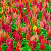 150 Mixed PAMPAS PLUMES COCKSCOMB Celosia Plumosa Flower Seeds