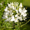200 WHITE QUEEN CLEOME (Spider Flower) Cleome Hassleriana Cleome Spinosa Flower Seeds
