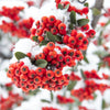 25 SCARLET FIRETHORN Pyracantha Coccinea Bush Shrub Flower Seeds