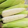 100 Country GENTLEMAN WHITE CORN Sweet Heirloom Zea Mays Vegetable Seeds