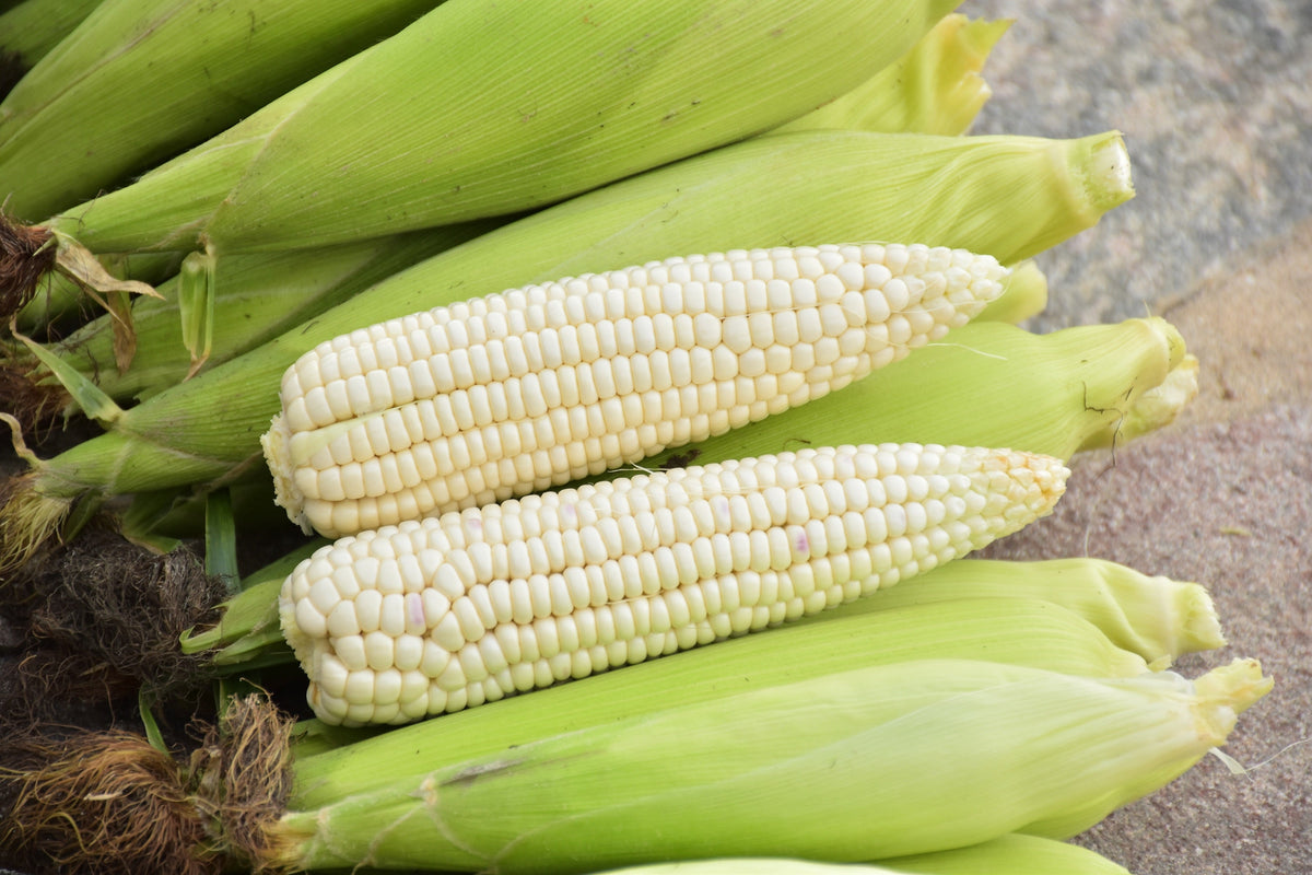 100 Country Gentleman White Corn Seeds – Sweet Heirloom Zea Mays Vegetable