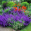 50 BLUE CATMINT Nepeta Mussinii Herb Flower Seeds
