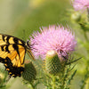100 ORGANIC Blessed MILK THISTLE Silybum Marianum Hummingbird Purple Flower Seeds