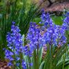 10 WOOD HYACINTH Mixed Colors English Woodland Spanish Bluebell Scilla Campanulata Hyacinthoides Hispanica Pink Purple White Flower Seeds