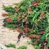 25 BLACK PEPPERCORN Black Pepper Piper Nigrum Spice Vine Seeds