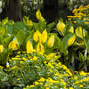 10 Yellow SWAMP LANTERN Moist Lysichiton Americanus Skunk Cabbage Flower Seeds