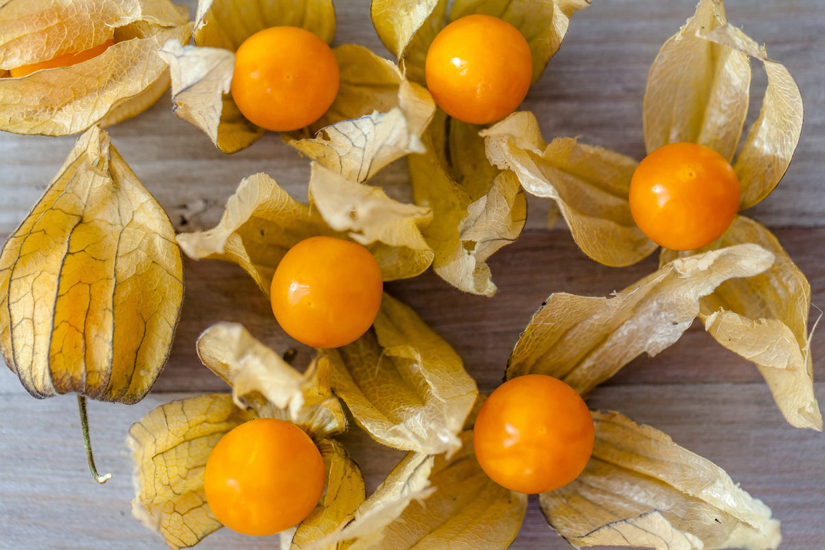 Peruvian Ground Cherry Seeds – Physalis Peruviana Cape Gooseberry Fruit Veggie – photo 6