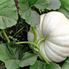 5 WHITE CASPER PUMPKIN White Skin Orange Flesh Cucurbita Maxima Vegetable Seeds