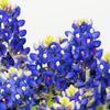 150 TEXAS BLUEBONNET LUPINE Lupinus Texensis Flower Seeds