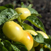 25 ALMA PAPRIKA PEPPER White Orange Red Hungarian Cherry Capsicum Annuum Seeds