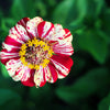 150 CANDY STRIPE ZINNIA Mix Elegans Flower Seeds Mixed Colors with Red Stripes