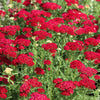600 RED YARROW Achillea Millefolium Rubra Flower Seeds